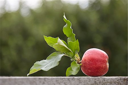 simsearch:659-08905552,k - A freshly harvested apple Stock Photo - Premium Royalty-Free, Code: 659-08904521