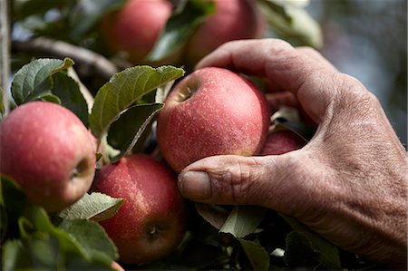 simsearch:659-06151942,k - Apples being harvested Photographie de stock - Premium Libres de Droits, Code: 659-08904522