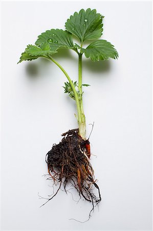 A strawberry plant on a white surface Stock Photo - Premium Royalty-Free, Code: 659-08905234