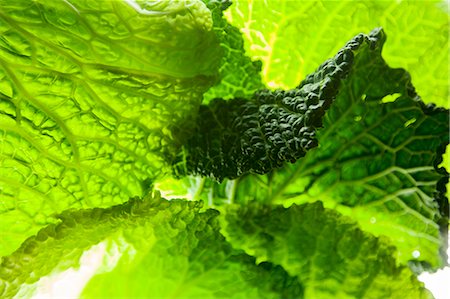 simsearch:659-03532848,k - Light shining through savoy cabbage leaves (full-frame) Photographie de stock - Premium Libres de Droits, Code: 659-08905335
