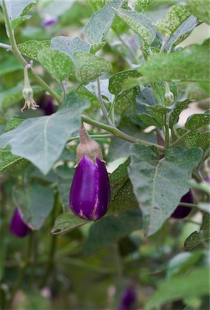 eggplant - Aubergine on the plant Stock Photo - Premium Royalty-Free, Code: 659-08905375