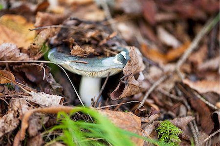 simsearch:659-06186567,k - A wild mushroom under autumn leaves in the forest Stockbilder - Premium RF Lizenzfrei, Bildnummer: 659-08905530
