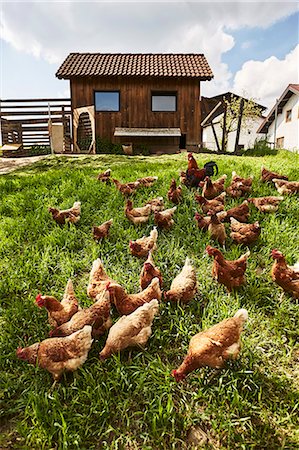 farming (raising livestock) - Free-range organic chickens Stock Photo - Premium Royalty-Free, Code: 659-08905548