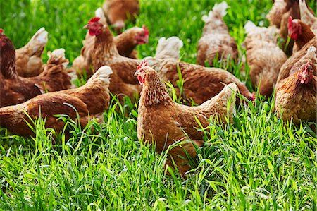 farmyard - Free-range organic chickens Foto de stock - Sin royalties Premium, Código: 659-08905553