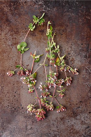 simsearch:659-07959182,k - Fresh sprigs of oregano with flowers on a metal surface Foto de stock - Sin royalties Premium, Código: 659-08905604