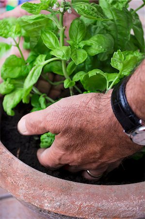 simsearch:659-07599040,k - Hands holding basil in a flowerpot Photographie de stock - Premium Libres de Droits, Code: 659-08905744