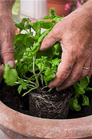 simsearch:659-07069510,k - Hands planting basil in a flowerpot Fotografie stock - Premium Royalty-Free, Codice: 659-08905743