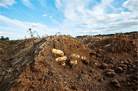 simsearch:659-07739476,k - Potatoes in the ground in a field Foto de stock - Royalty Free Premium, Número: 659-08905811