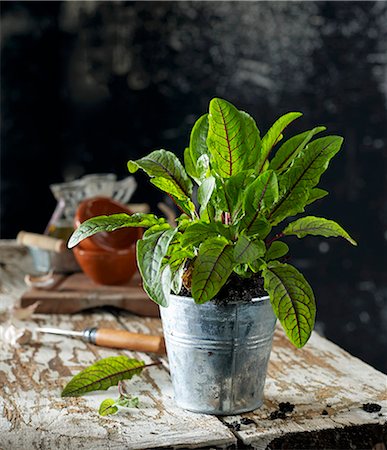 simsearch:659-08903655,k - Red sorrel in a flowerpot Photographie de stock - Premium Libres de Droits, Code: 659-08905862