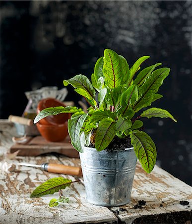 Red sorrel in a flowerpot Stock Photo - Premium Royalty-Free, Code: 659-08905862