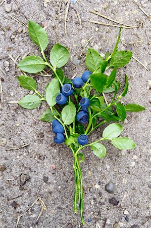 simsearch:622-06369919,k - Blueberries with sprigs Foto de stock - Sin royalties Premium, Código: 659-08906043