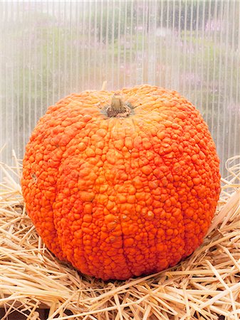 simsearch:659-06901252,k - A large unusual pumpkin on straw Foto de stock - Sin royalties Premium, Código: 659-08906076