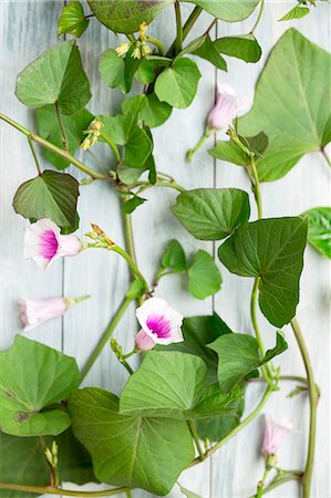simsearch:659-07068816,k - Sweet potato leaves and flowers Photographie de stock - Premium Libres de Droits, Code: 659-08906235