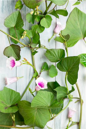 flowers and leaves birds eye view - Sweet potato leaves and flowers Foto de stock - Sin royalties Premium, Código: 659-08906235