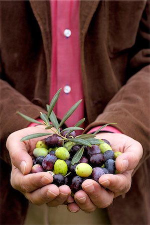 Hands presenting freshly harvested olives Foto de stock - Sin royalties Premium, Código: 659-08906372