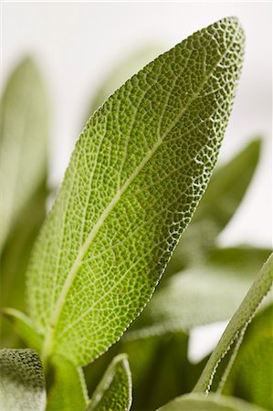 simsearch:659-07027155,k - Fresh sage leaves (close-up) Photographie de stock - Premium Libres de Droits, Code: 659-08906599