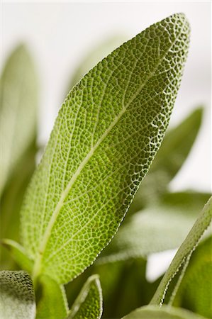 simsearch:659-08906784,k - Fresh sage leaves (close-up) Photographie de stock - Premium Libres de Droits, Code: 659-08906599