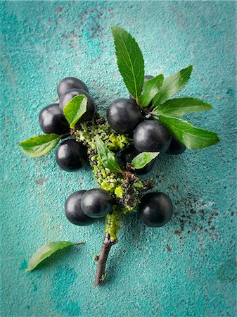 prunus spinosa - Fresh sloe berries on a twig Photographie de stock - Premium Libres de Droits, Code: 659-08906677