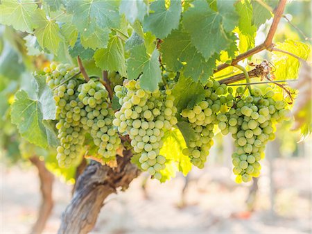 simsearch:659-06183780,k - Green Albariño grapes on a vine in Galicia, Spain Foto de stock - Sin royalties Premium, Código: 659-08906700
