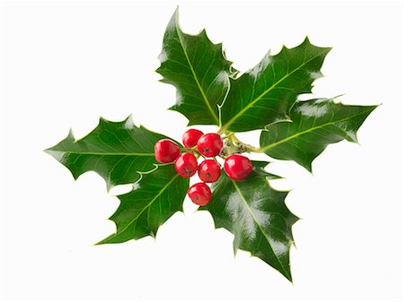 Fresh holly leaves with red berries against a white background Photographie de stock - Premium Libres de Droits, Code: 659-08906744