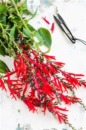 simsearch:659-06307681,k - Fresh pineapple sage with flowers Photographie de stock - Premium Libres de Droits, Code: 659-08906784