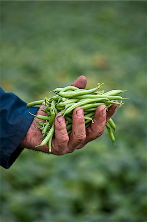 simsearch:659-07959379,k - A farmer holding freshly harvested green beans Stock Photo - Premium Royalty-Free, Code: 659-08902494
