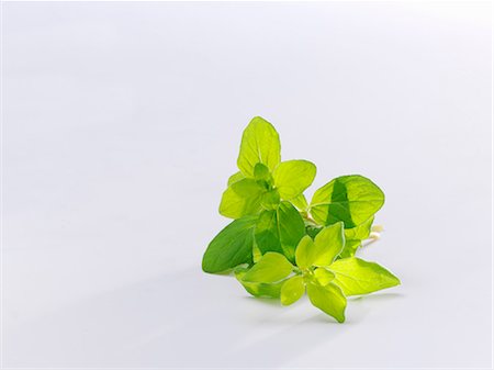 Marjoram Stock Photo - Premium Royalty-Free, Code: 659-08902609