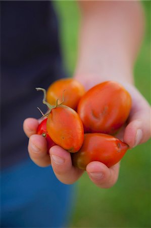 simsearch:659-07068544,k - A person holding freshly harvested tomatoes Photographie de stock - Premium Libres de Droits, Code: 659-08902762