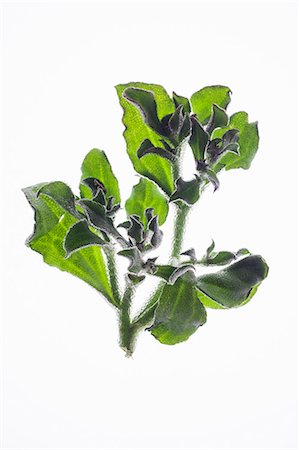 simsearch:659-07028837,k - Fresh Herb Still Life Foto de stock - Sin royalties Premium, Código: 659-08940070