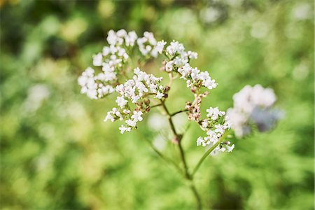 Flowering baldrian in a garden (close-up) Foto de stock - Sin royalties Premium, Código: 659-08940528