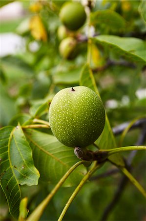 sprig - A green walnut on a tree Stock Photo - Premium Royalty-Free, Code: 659-08940736