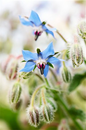 edible flower - Flowering borage Photographie de stock - Premium Libres de Droits, Code: 659-09124076