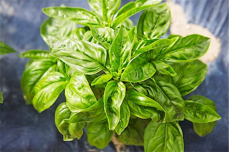 simsearch:659-06307681,k - Fresh Basil Plants; From Above Photographie de stock - Premium Libres de Droits, Code: 659-09124081