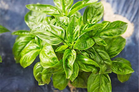 simsearch:659-07069510,k - Fresh Basil Plants; From Above Fotografie stock - Premium Royalty-Free, Codice: 659-09124081