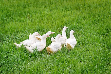 simsearch:659-06495567,k - White ducks in a field Stock Photo - Premium Royalty-Free, Code: 659-09124097