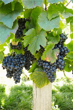 simsearch:659-06183981,k - Grapes on a Vine Foto de stock - Royalty Free Premium, Número: 659-09124102