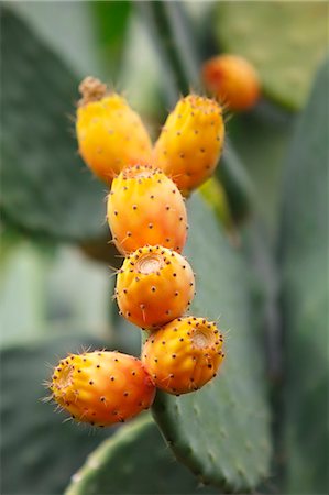 figuier de barbarie - Prickly pears on the plant Photographie de stock - Premium Libres de Droits, Code: 659-09125134