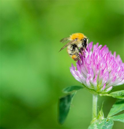 simsearch:659-03535938,k - A bee on a clover flower (close-up) Fotografie stock - Premium Royalty-Free, Codice: 659-09125221