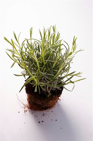 Fresh lavender Stock Photo - Premium Royalty-Free, Code: 659-01844159