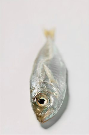 simsearch:659-01844483,k - Small anchovy Stock Photo - Premium Royalty-Free, Code: 659-01844485