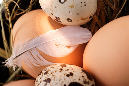 egg still life - Brown eggs, quail’s eggs and feather on straw Stock Photo - Premium Royalty-Free, Code: 659-01844836