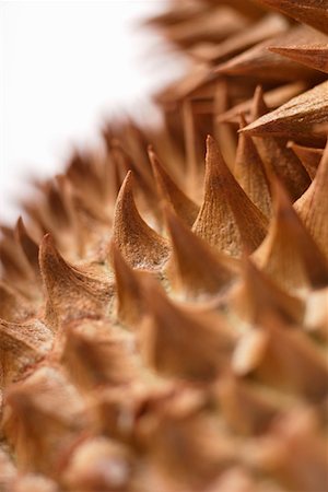 durião - Durian (detail of the prickly skin) Foto de stock - Royalty Free Premium, Número: 659-01844889