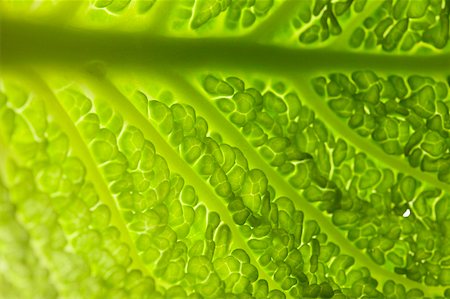 Savoy cabbage leaf (detail) Stock Photo - Premium Royalty-Free, Code: 659-01845577