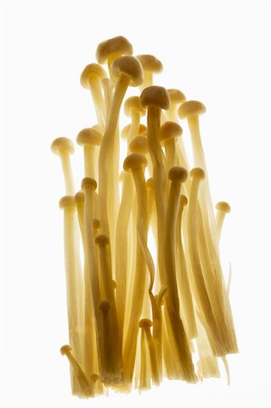 Champignons Enokitake, rétro-éclairé Photographie de stock - Premium Libres de Droits, Code: 659-01845582