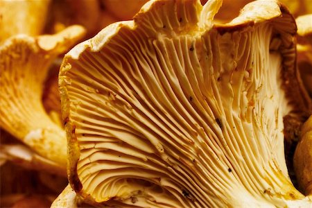 Chanterelles (gros plan) Photographie de stock - Premium Libres de Droits, Code: 659-01846530