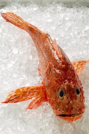 rascasse - Poisson scorpion sur glace Photographie de stock - Premium Libres de Droits, Code: 659-01846757