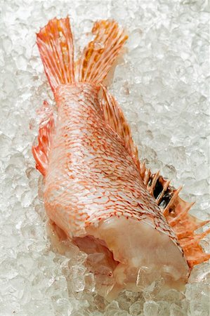 Scorpion fish fillet on ice Stock Photo - Premium Royalty-Free, Code: 659-01846764