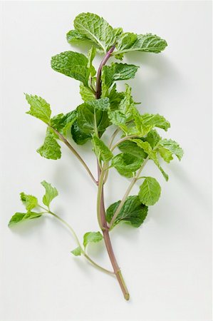 simsearch:659-06494390,k - A stalk of Thai mint Foto de stock - Sin royalties Premium, Código: 659-01846956