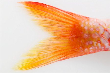Fresh red mullet (detail of tail) Stock Photo - Premium Royalty-Free, Code: 659-01846997