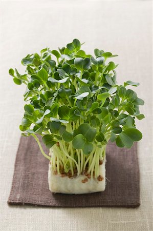 simsearch:659-03529084,k - Daikon cress Foto de stock - Sin royalties Premium, Código: 659-01847006